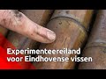 Waar voelen vissen en slakken zich lekker? Dat moet dit experimenteereiland duidelijk maken