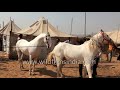 Horses Do Their Thing And What Exactly Is That