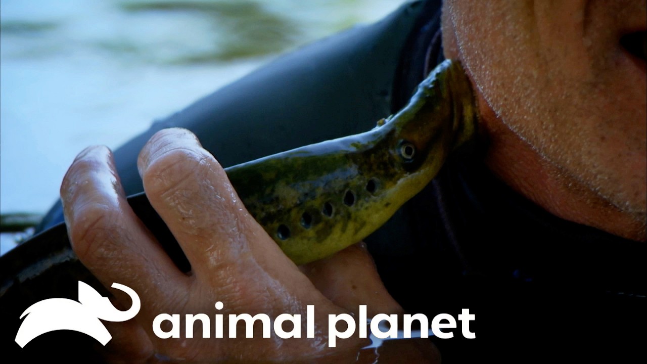 Is this Sea Slug Truly the VAMPIRE of the Ocean?! | River Monsters | Animal Planet