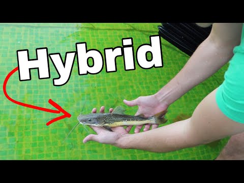 Mixing MONSTER FISH!! How to Make a HYBRID FISH