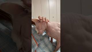 ゴロゴロ言いながらママに甘える猫アレクサンドラ【スフィンクス】
