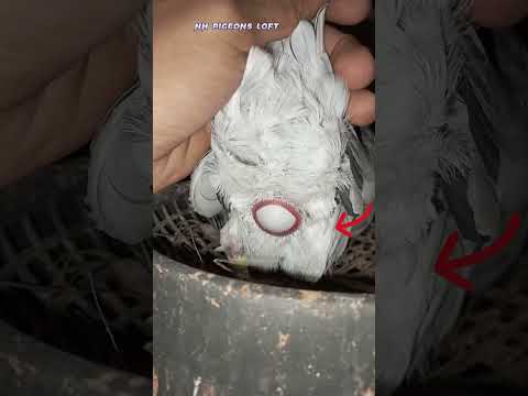 Pigeon Eggs 😲😲 || #shorts #pigeon #trending  #hasanpigeonsloft