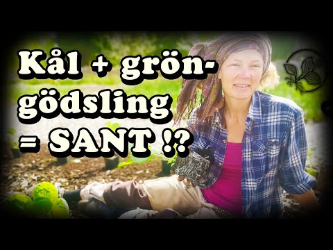 Planterar kål med gröngödsling - inga ogräs och friskare jord!