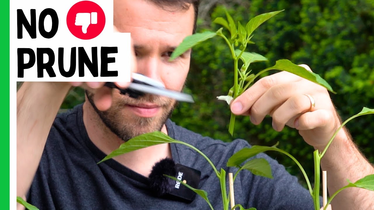 This Is Why We DON'T Prune Pepper Plants (Anymore) - YouTube