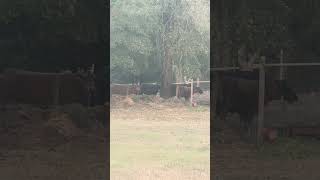 In a perfect line waiting for breakfast #cow #farming #farmlife #shorts