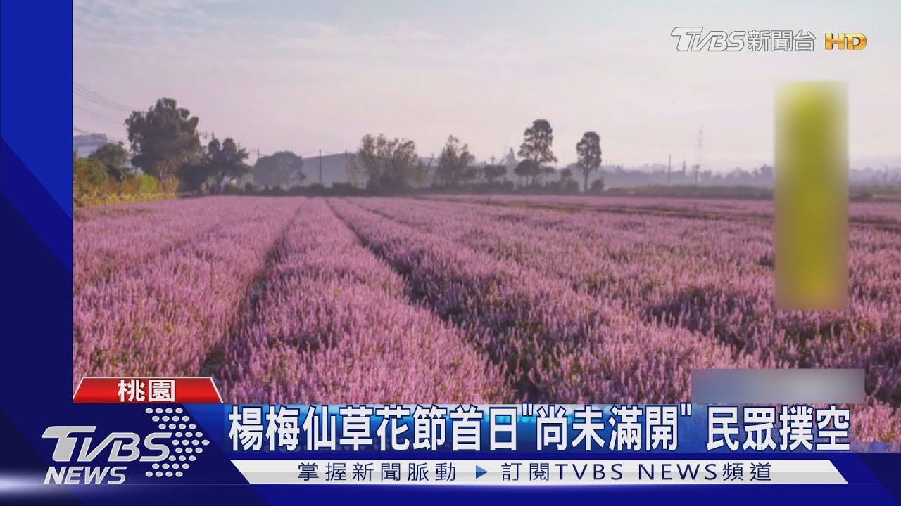 我的仙境呢？仙草花節開跑　一片綠油油