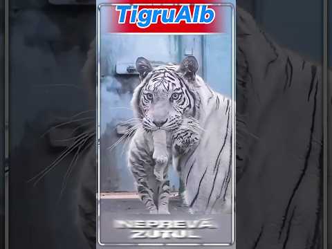 Povestea bărbatului care a salvat o tigroaică albă #TigruAlb #SalvareAnimale #PuiDeTigru