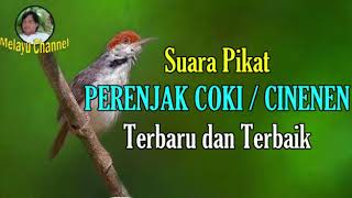 Download lagu Suara Pikat PERENJAK COKI Atau CINENEN. Terbukti Paling Ampuh!! mp3 Download lagu Suara Pikat PERENJAK COKI Atau CINENEN. Terbukti Paling Ampuh!! mp3