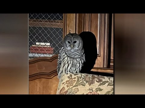 An Owl Called Winky Is Terrorizing Home Owners In A Canadian City