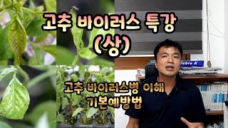 고추바이러스 특강 (상) 바이러스 종류, 증상 및 진단/ 예방법