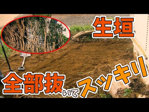 針葉樹で構成された機能美を黄色がまとめたトゥジャ生垣