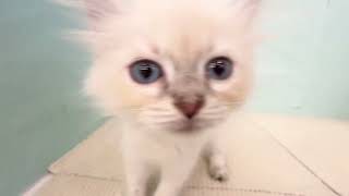 サイベリアン・ネヴァマスカレードの動画01