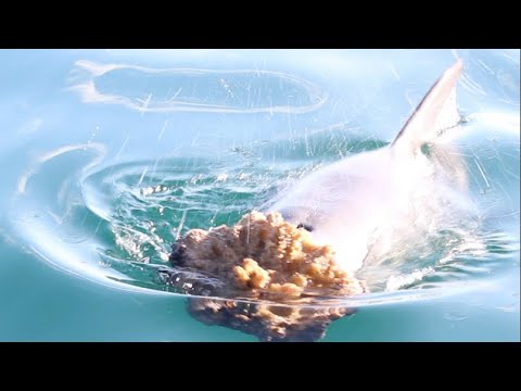 Das gesellige Leben der Delfine