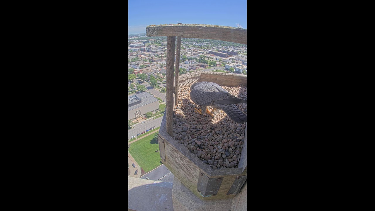Live webcam view of Peregrine Falcon Nest Box at the Capitol