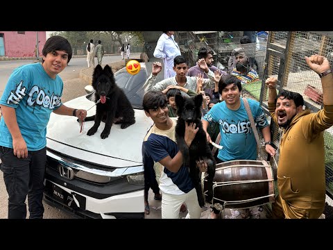 Black German Shepherd Dog La Liya 😍 Market Me Agg Laga Di 😂