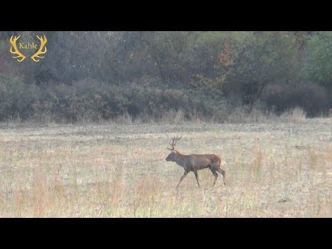 Faszinierende Hirschbrunft in Bulgarien!