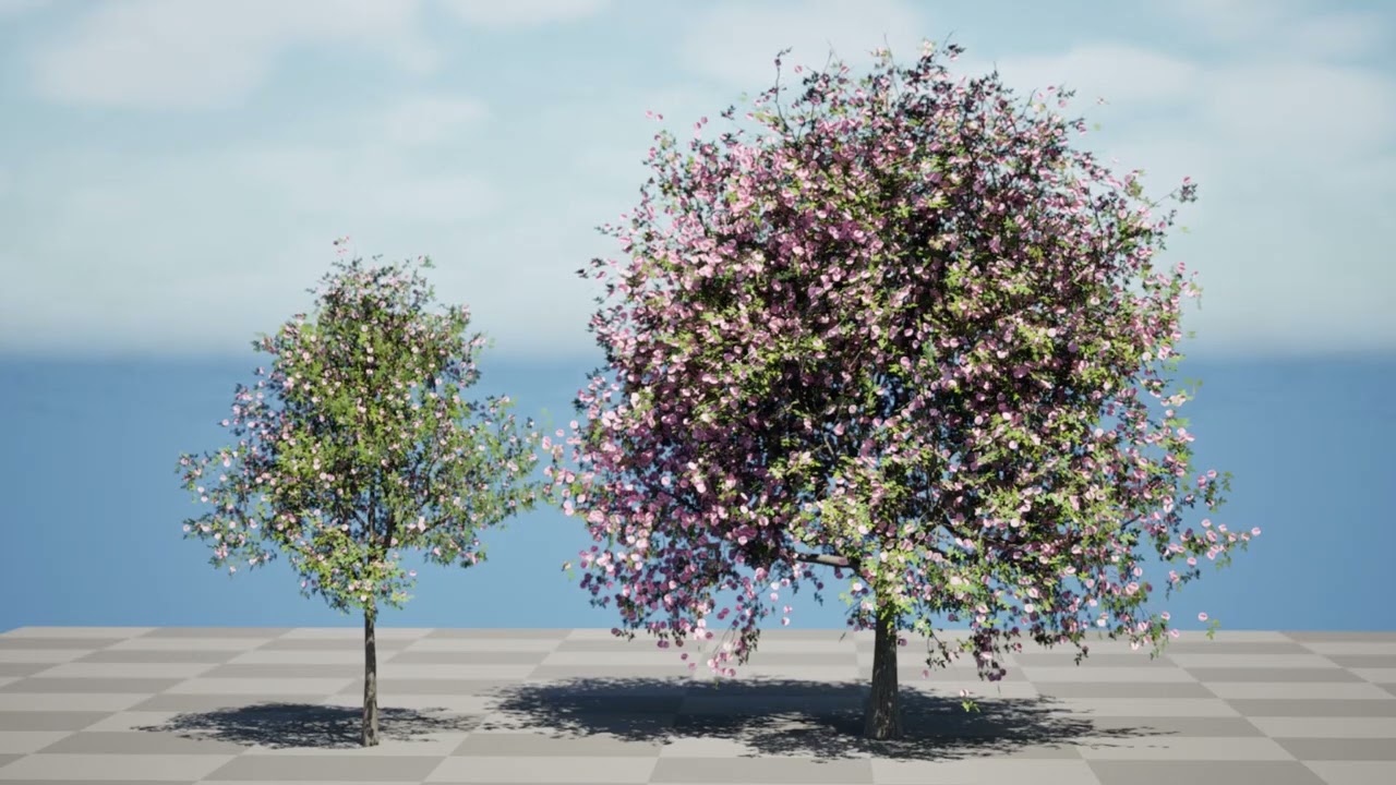 South African Pompon Tree 3D Model