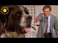 George Vs Beethoven The Ultimate Mess Maker Beethoven