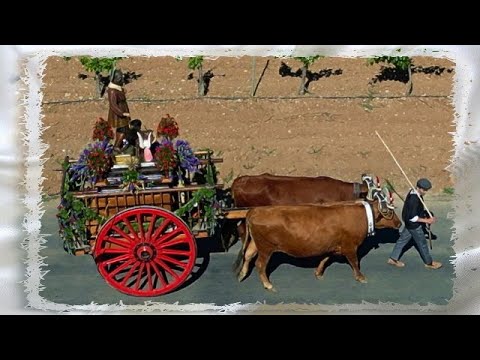 PROCESION SAN ISIDRO CON BUEYES - A VISTA DE DRON - SOCUELLAMOS 2023 - CASTILLA LA MANCHA