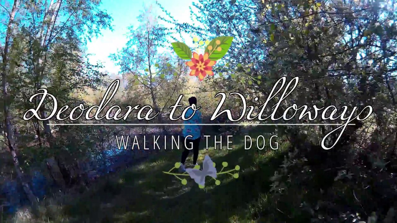 Walking the dog at Willoways & Deodara thumbnail
