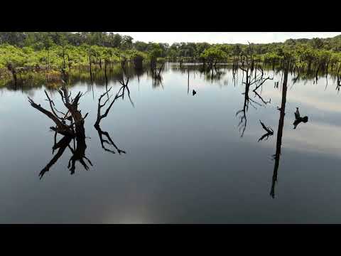 2025 - Brazil - Amazon - Drone Aerial View Sunken Forest to Tupana Lodge