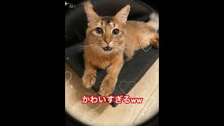 ウチの猫に歌わせてみた #cat #apt #ai #ねこ #ねこのいる生活