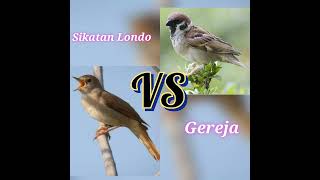 Download lagu Masteran Sikatan Londo VS Masteran Burung Gereja ll Masteran Kombinasi Sikatan Londo dan Gereja mp3