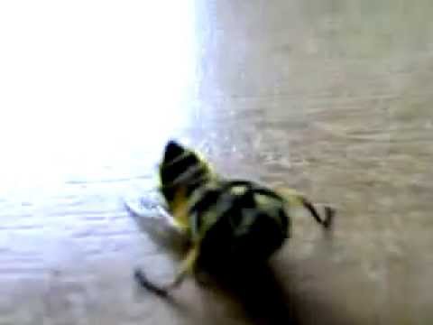 Hip-Hop Wasp