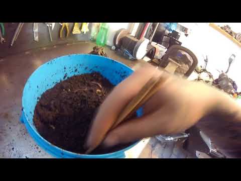 Questo per parassiti di un pinworm e un ascarid Verme di malattia di uovo