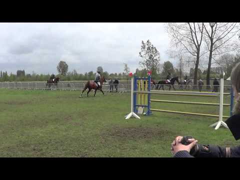 Habibi van de Maltahoeve