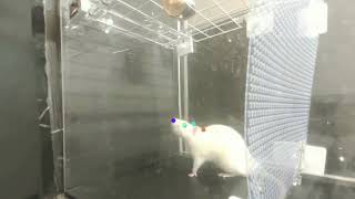 Rats bopping to the beat demonstrate innate beat synchronization in animals for the first time