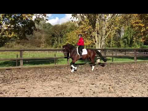 3yo stallion by Rock Forever