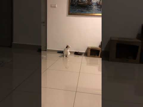 Cat’s Reacting to their Names being Called , Cats can recognize the voices of their Owner’s