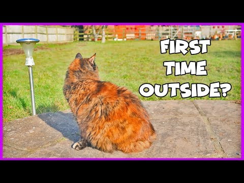 How To Let A Cat Out For The First Time! Advice For Letting Your Cat Outside For The First Time!