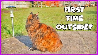 How To Let A Cat Out For The First Time! Advice For Letting Your Cat Outside For The First Time!