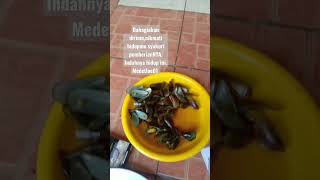 Download lagu mensyukuri hidup, mp3