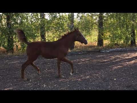 Coupe Gold x Cloney x Stolzenberg x Graf Grannus