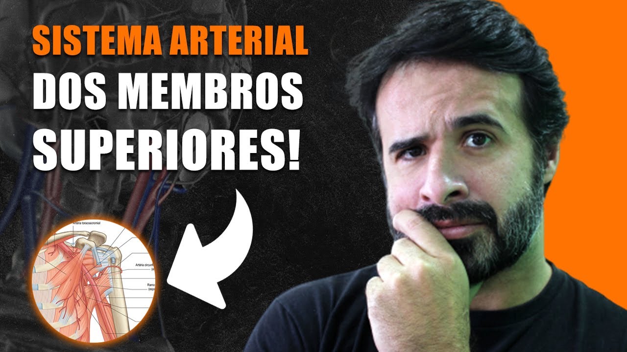SISTEMA ARTERIAL DOS MEMBROS SUPERIORES APRENDA AGORA!