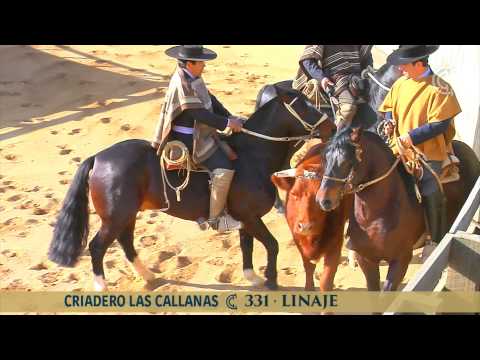 331 LINAJE LAS CALLANAS