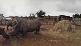 Care for wild Africa: Send Jak to save the Rhino!