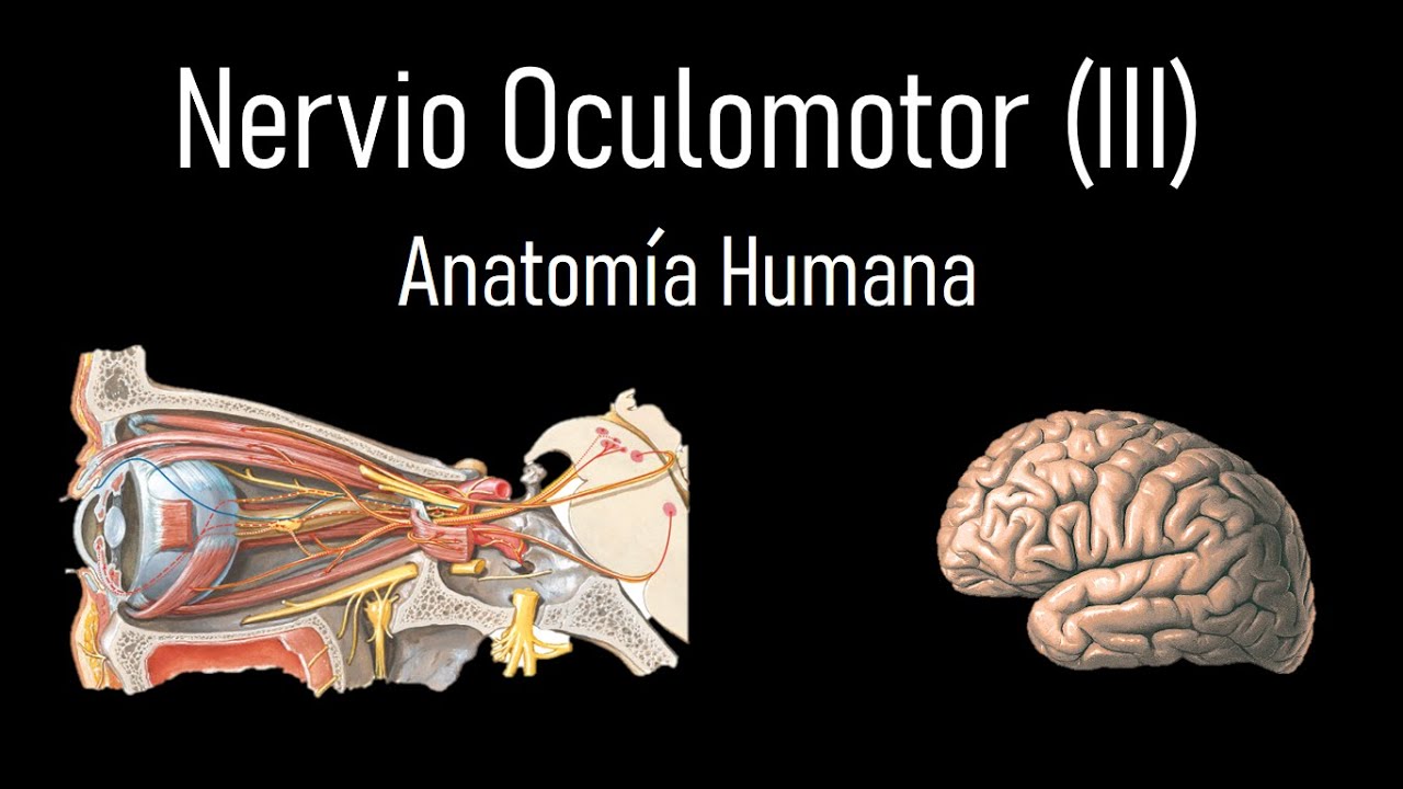 Nervio Oculomotor (III) Tercer par craneal - Anatomía Humana