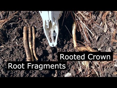 Sea Kale -  Propagating is Super Easy!