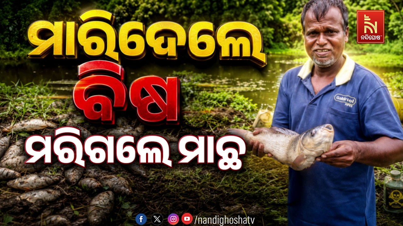 ମାରିଦେଲେ ବିଷ : ମରିଗଲେ ମାଛ | NandighoshaTV