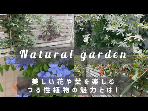 開花つる-Lonicera sempervirens-スイカズラ種