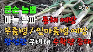 마늘 양파 재배기술 재배방법 잎마름병과 무름병 예방