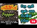 ගම්මිරිස් වල ඇති ගුණ සහ විටමින් වර්ග 16 