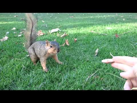 Seriously...I love squirrels