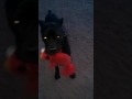My Cane Corso And His Tickle Me Elmo