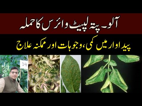 Attack of Potato Leaf Roll Virus (PLRV) Symptoms & Possible Treatment | Cyber Agri Extension |