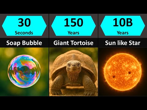 Lifespan of Everything: Shortest to Longest